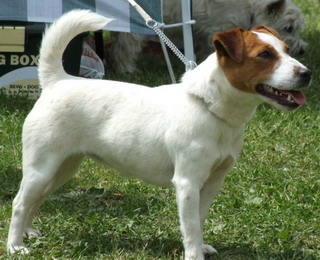 Countess Jack vom Nixstein